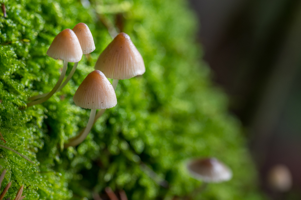 mushroom delivery